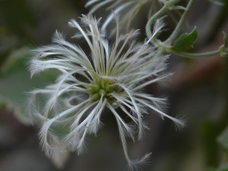 Clematis wightiana photo 8