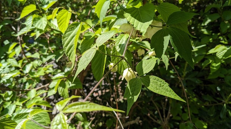 Clematis williamsii
