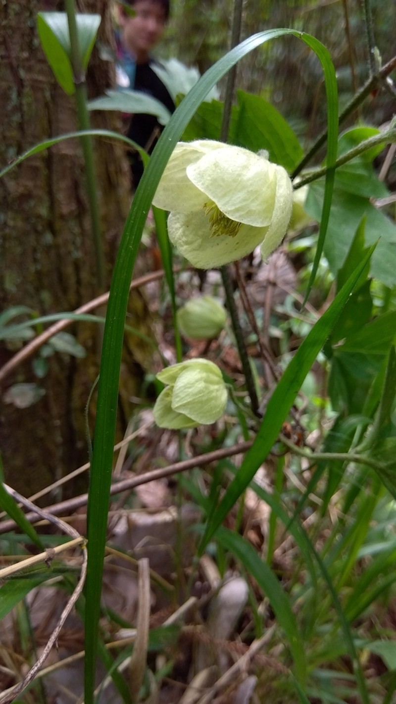 Clematis williamsii photo 2