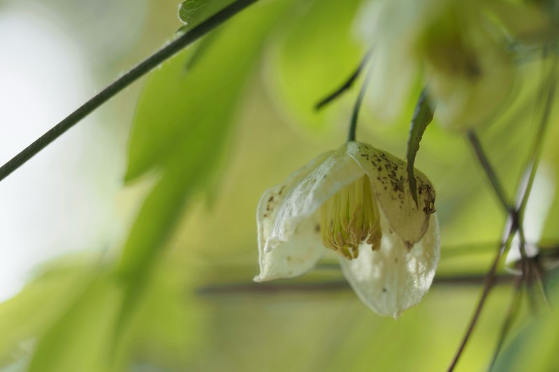 Clematis williamsii photo 3