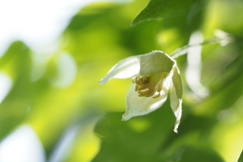 Clematis williamsii photo 4