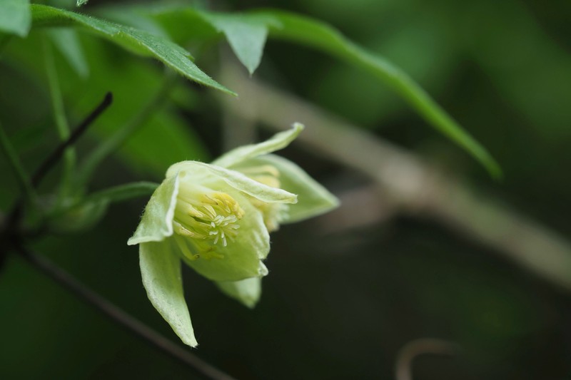 Clematis williamsii photo 5