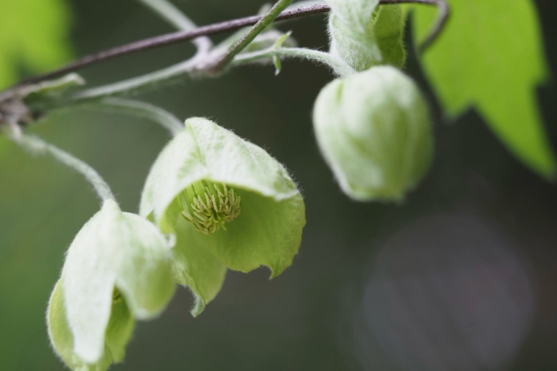 Clematis williamsii photo 6