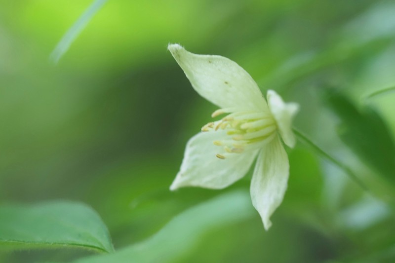 Clematis williamsii photo 7
