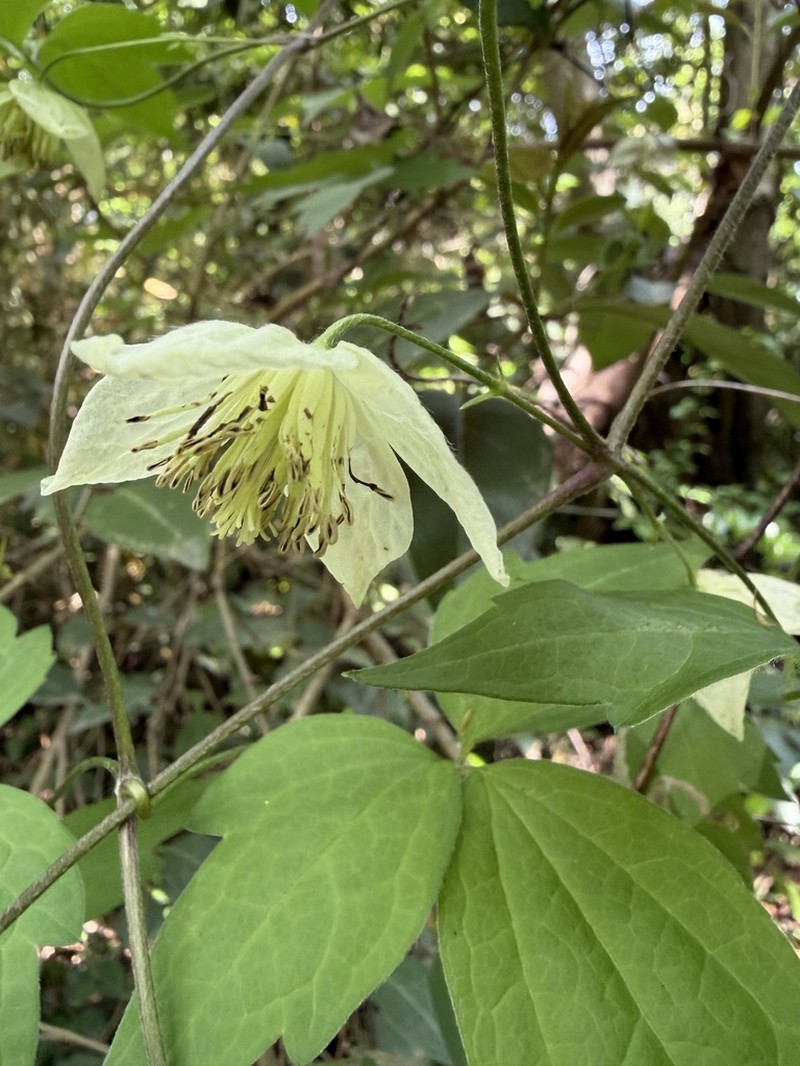 Clematis williamsii photo 8