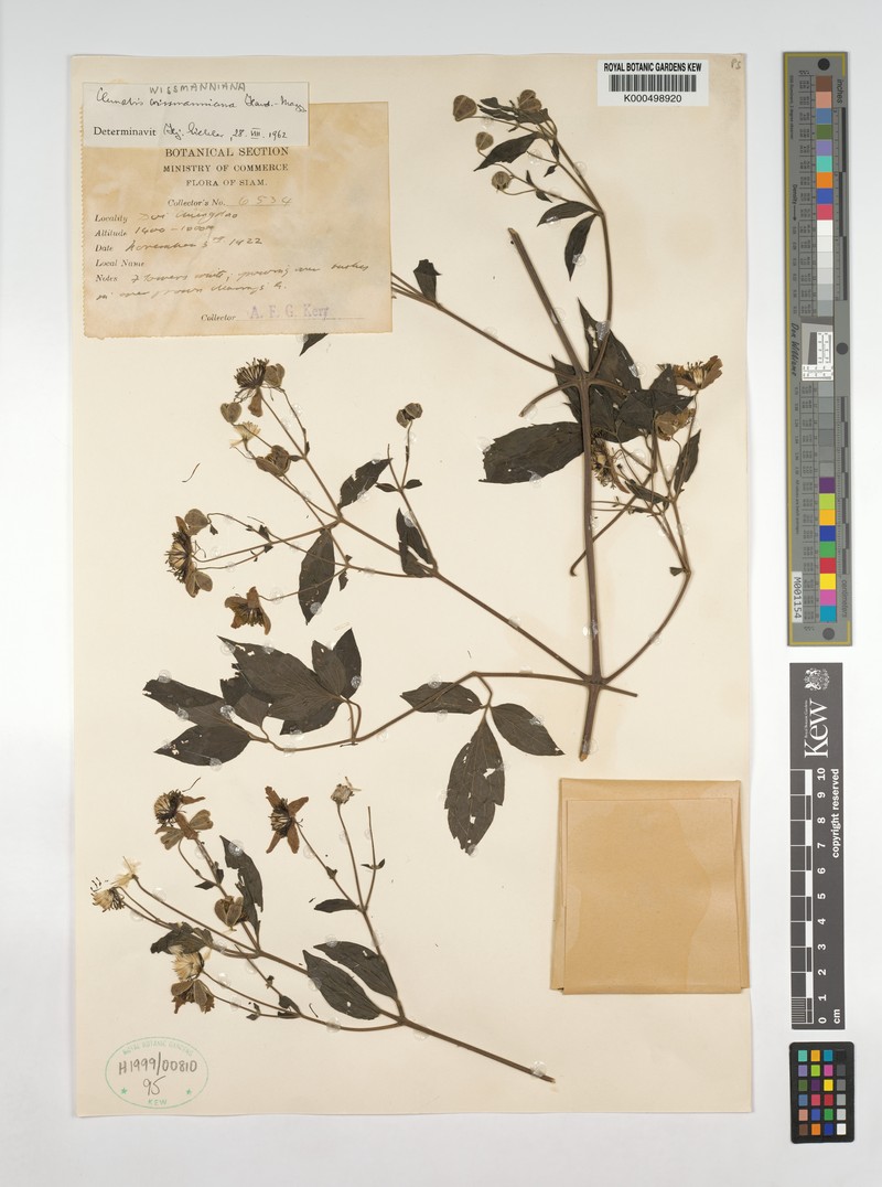 Clematis wissmanniana