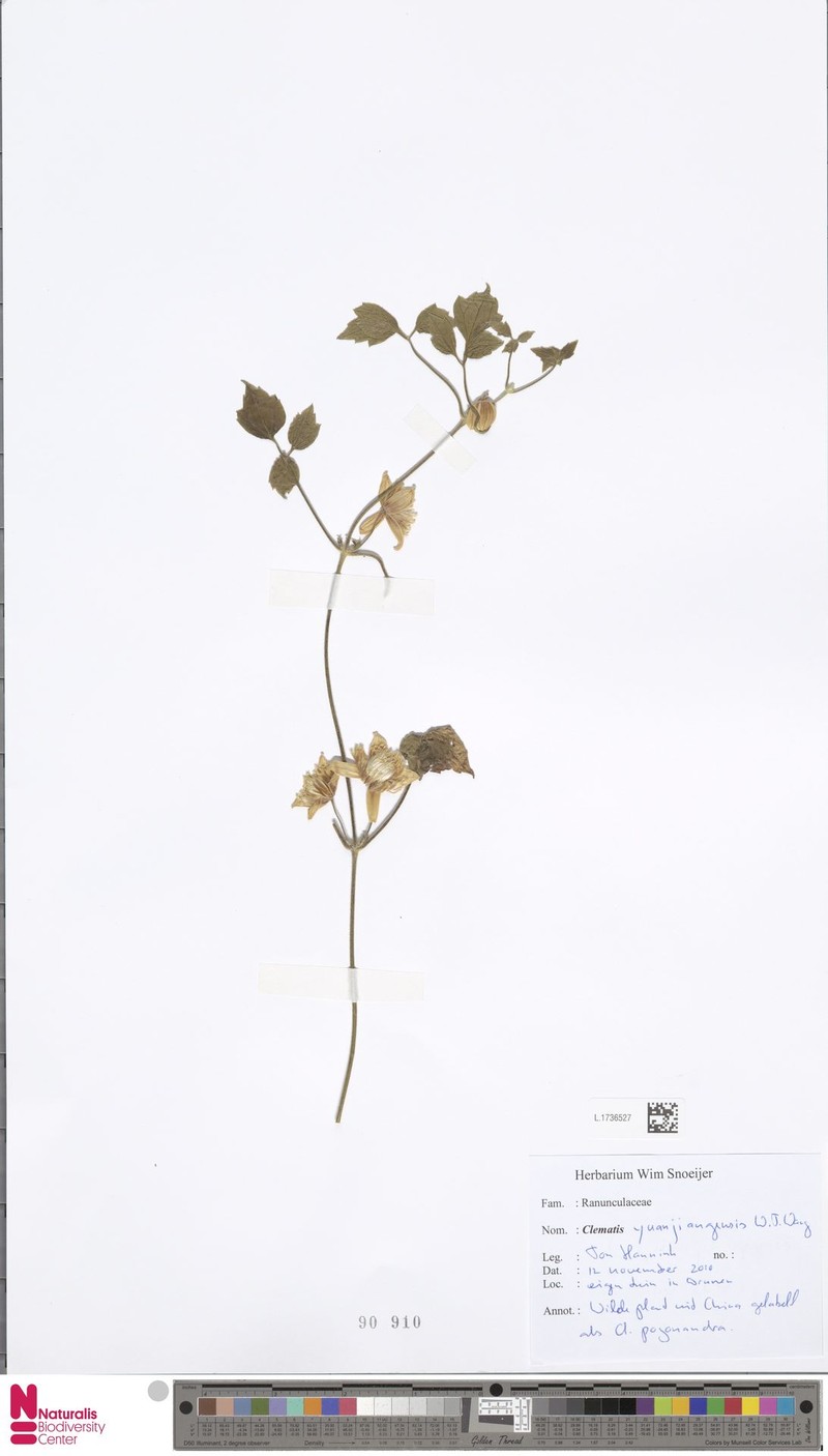 Clematis yuanjiangensis
