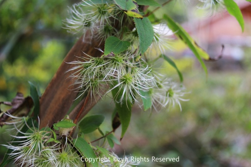 Clematis yunnanensis photo 2