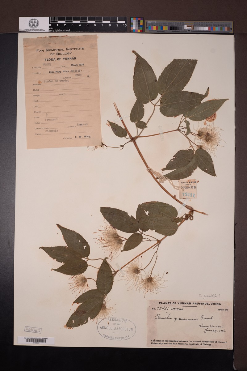 Clematis yunnanensis photo 3