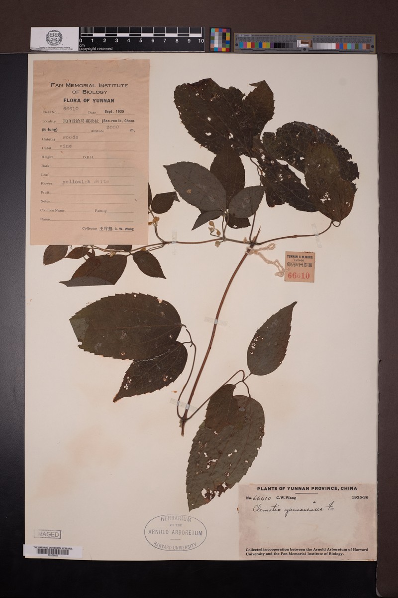 Clematis yunnanensis photo 4