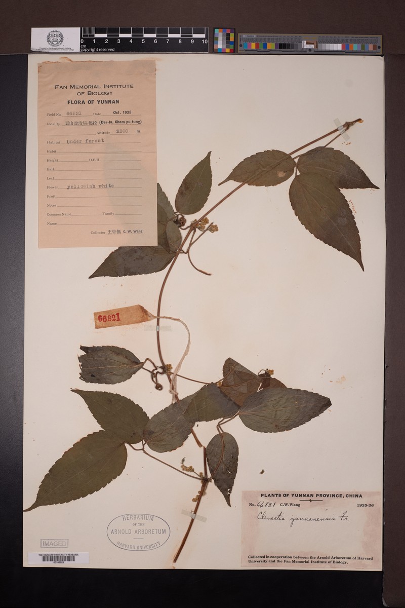 Clematis yunnanensis photo 5