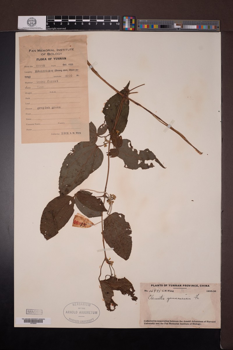 Clematis yunnanensis photo 6