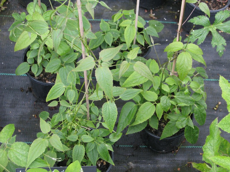 Clematis yunnanensis