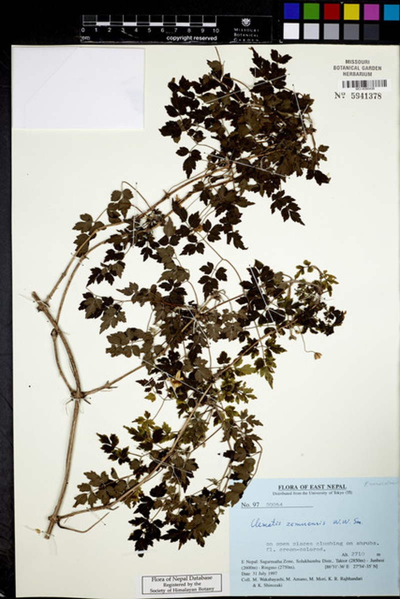 Clematis zemuensis