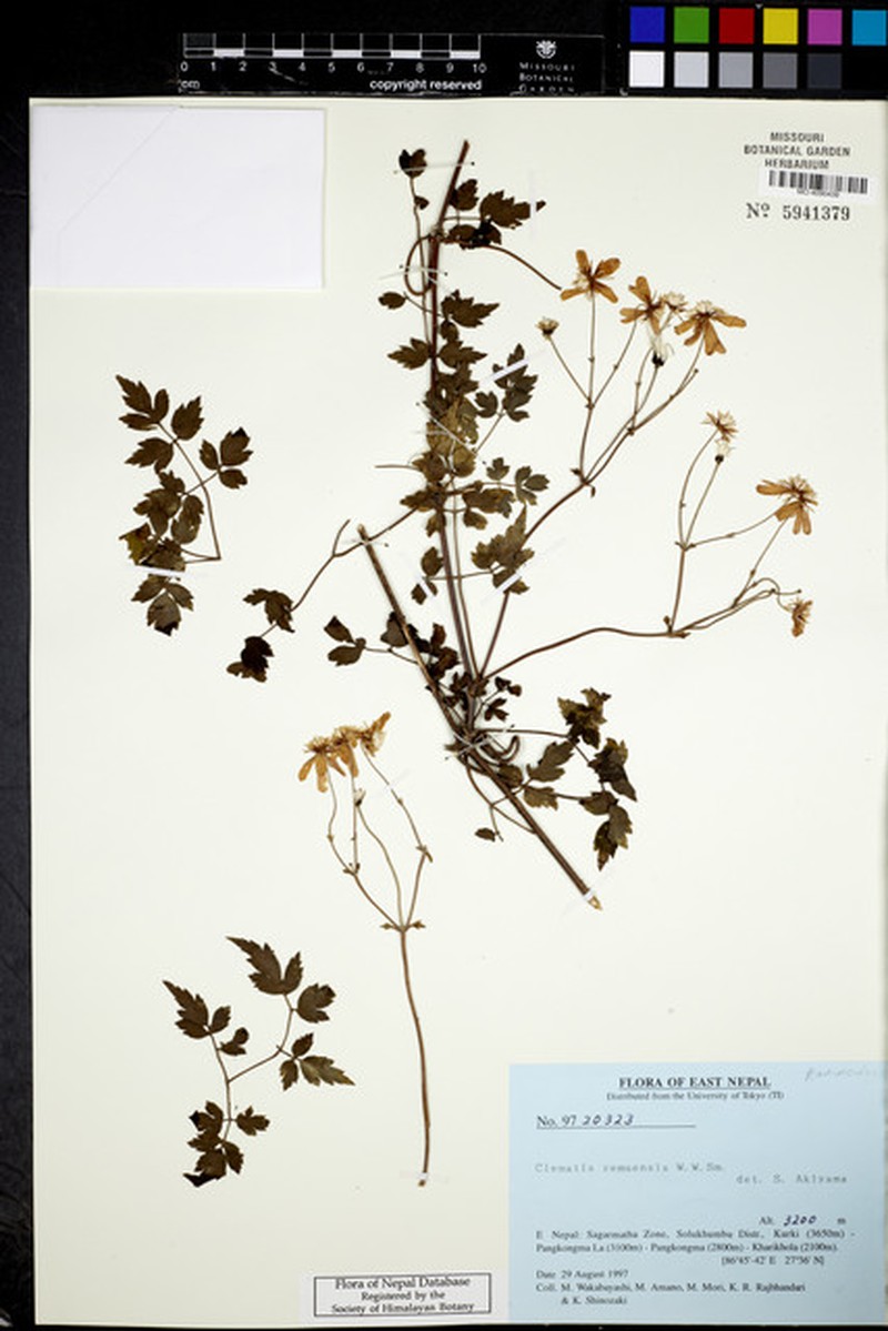 Clematis zemuensis photo 2