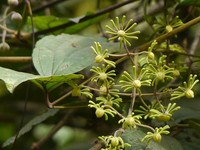 Clematis zeylanica