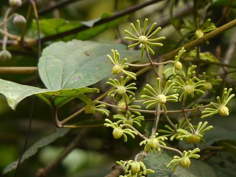 Clematis zeylanica