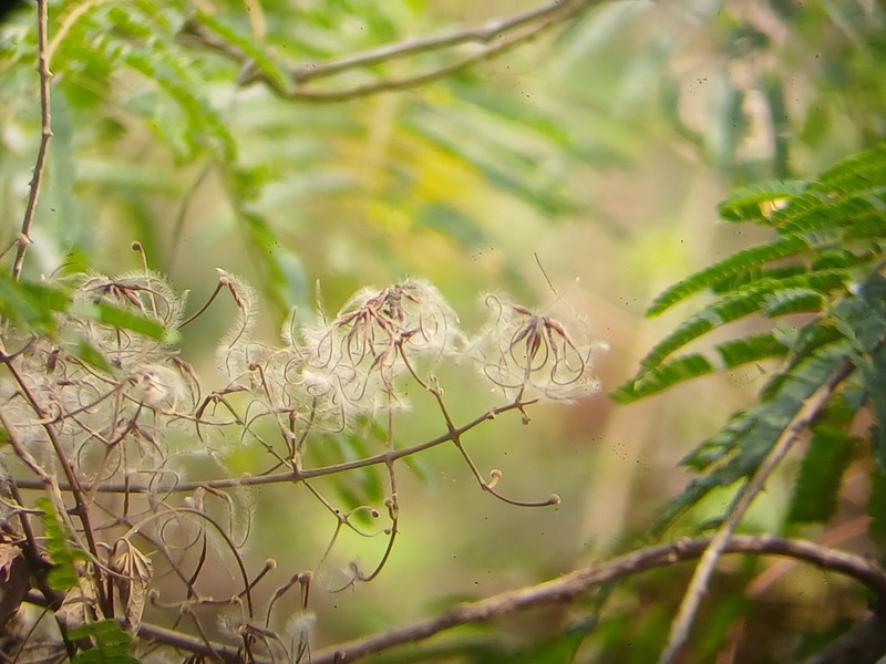 Clematis zeylanica photo 2