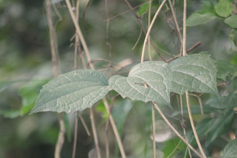 Clematis zeylanica photo 3