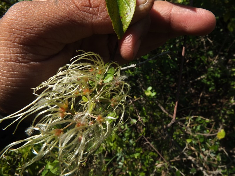 Clematis zeylanica photo 4