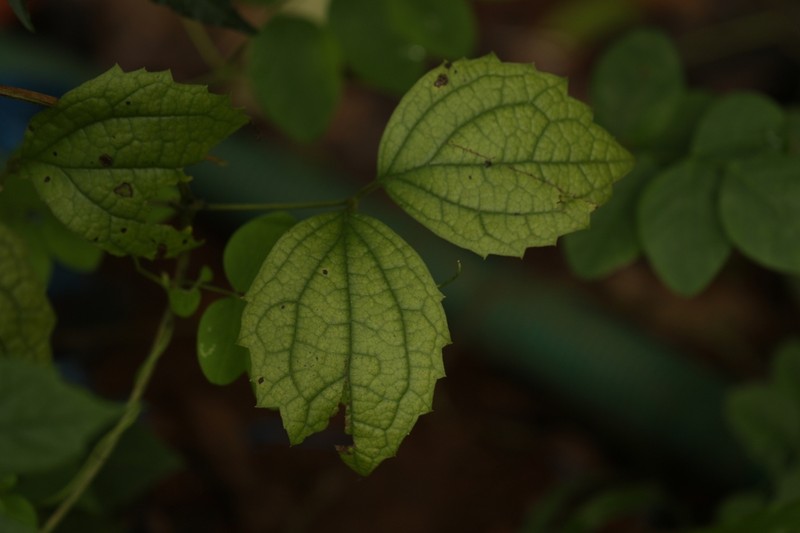 Clematis zeylanica photo 5