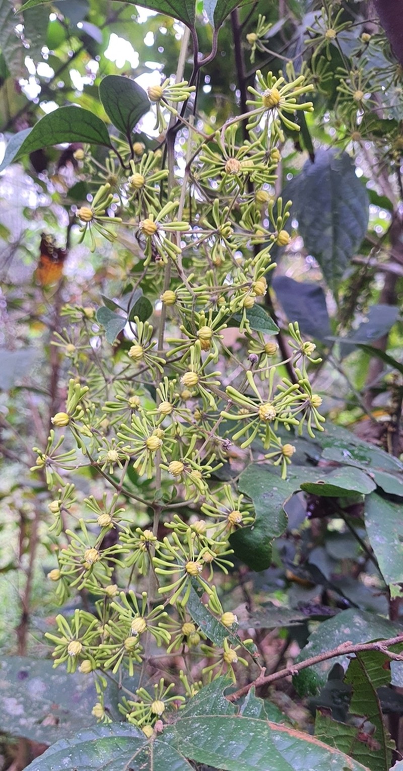 Clematis zeylanica photo 6