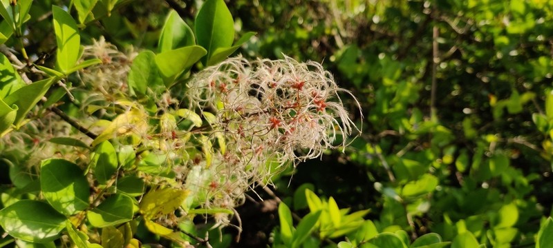 Clematis zeylanica photo 7