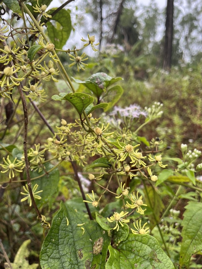 Clematis zeylanica photo 8