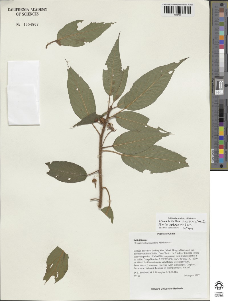 Clematoclethra scandens subsp. scandens