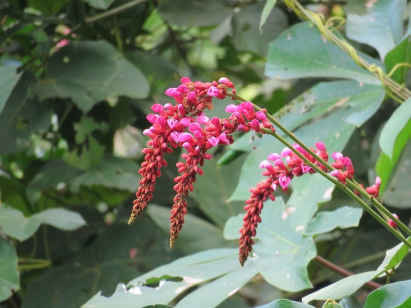 Cleobulia coccinea photo 2
