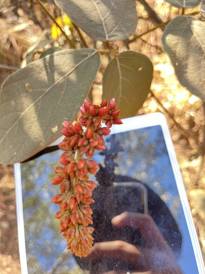Cleobulia coccinea photo 3