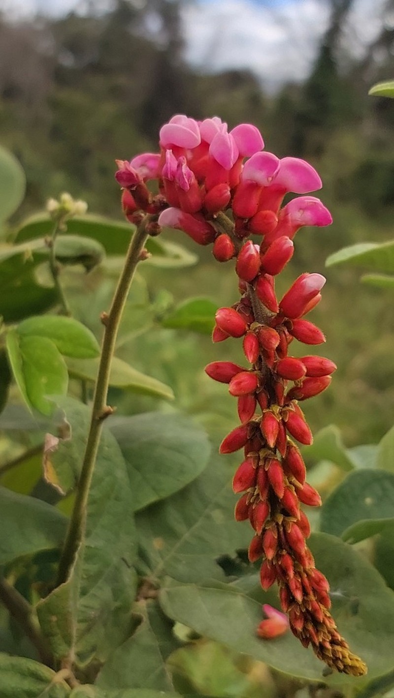 Cleobulia coccinea photo 4