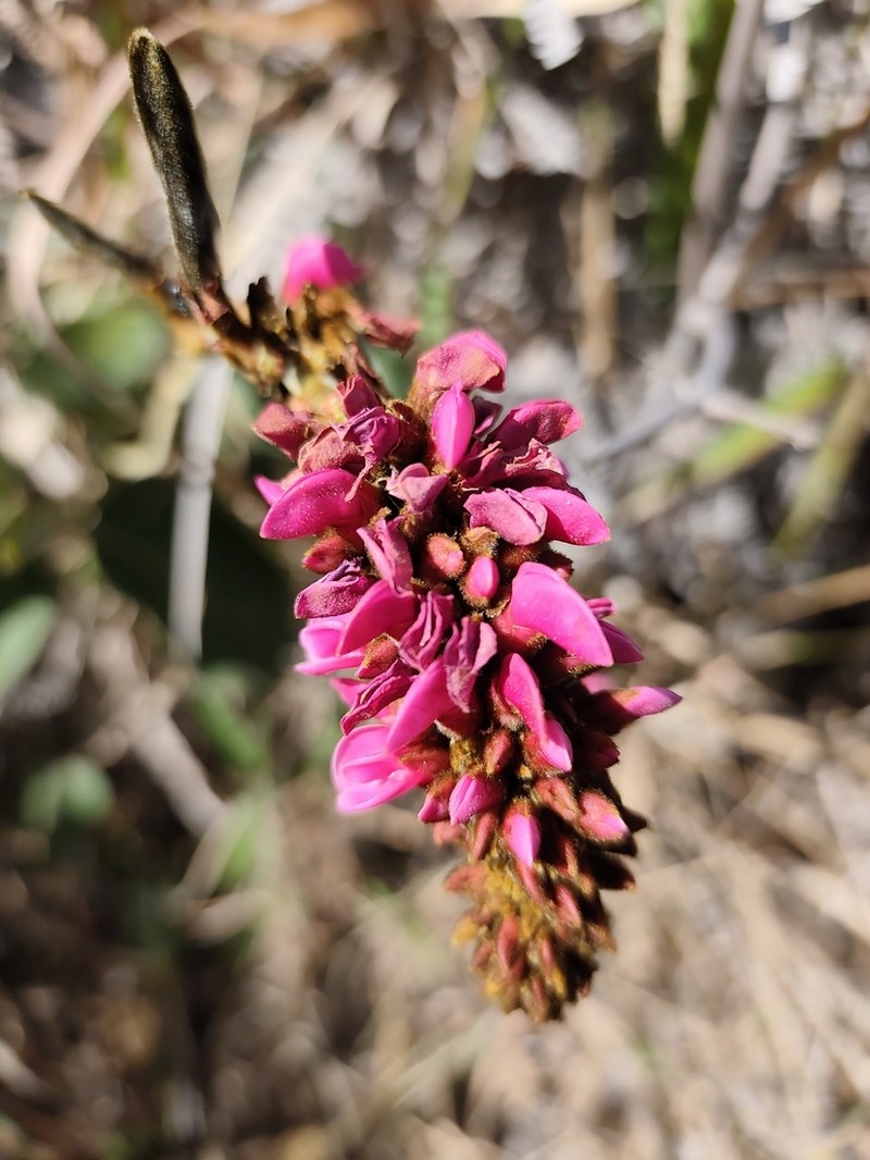 Cleobulia coccinea photo 5