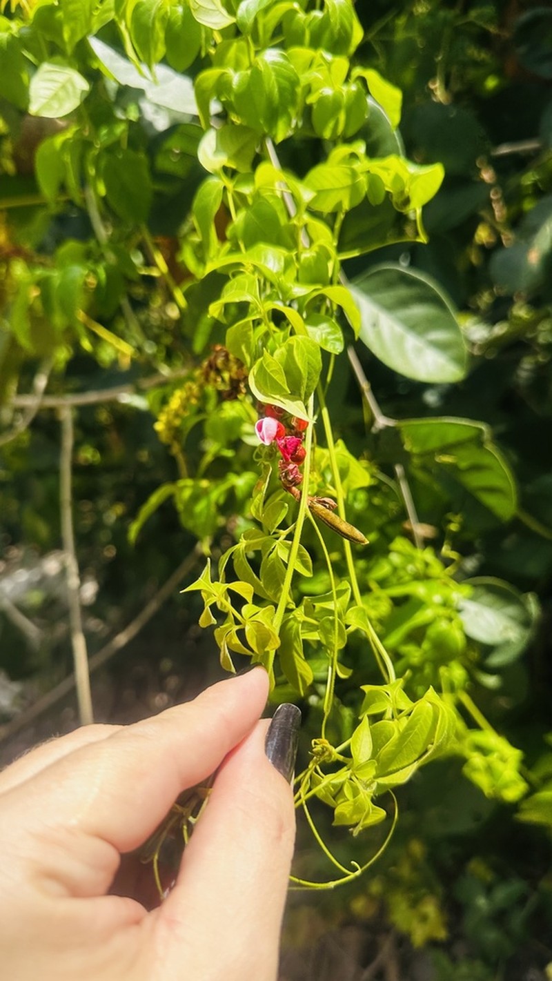Cleobulia coccinea photo 7