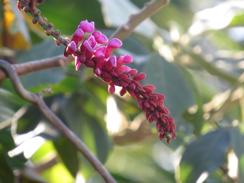 Cleobulia coccinea photo 8