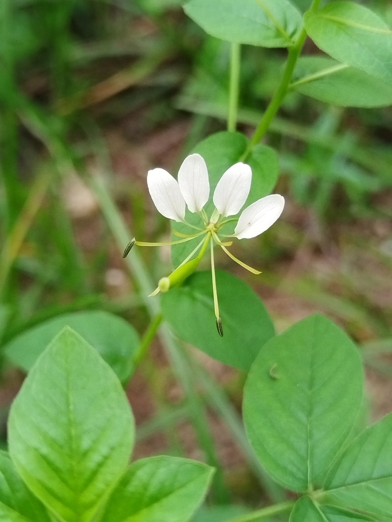 Prickly Spiderflower