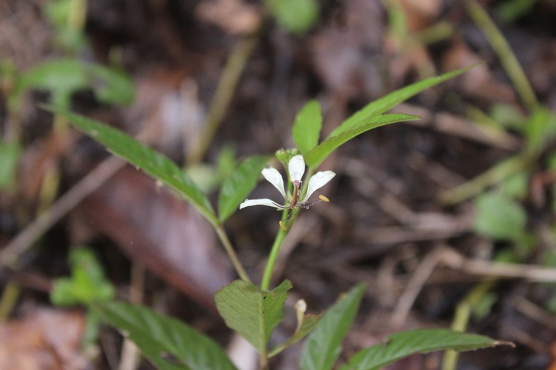 Prickly Spiderflower photo 3
