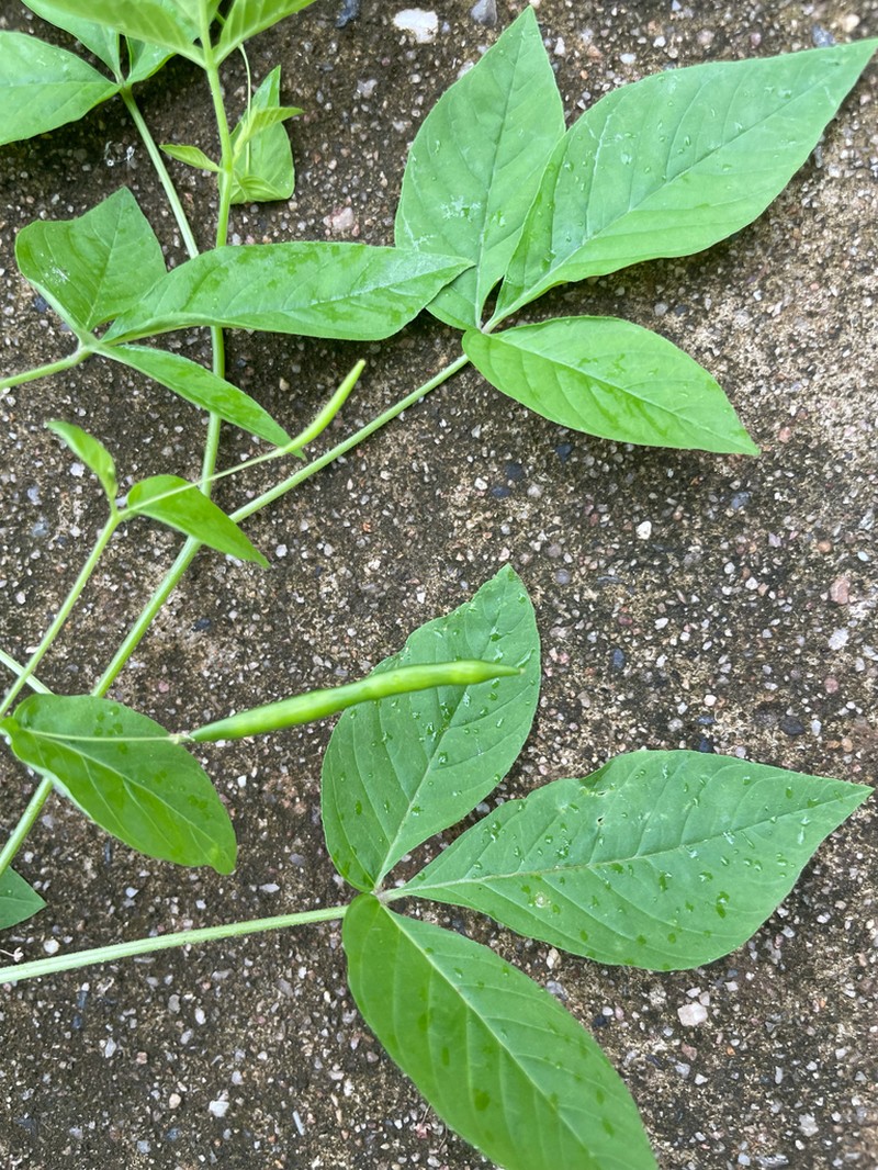 Prickly Spiderflower photo 4