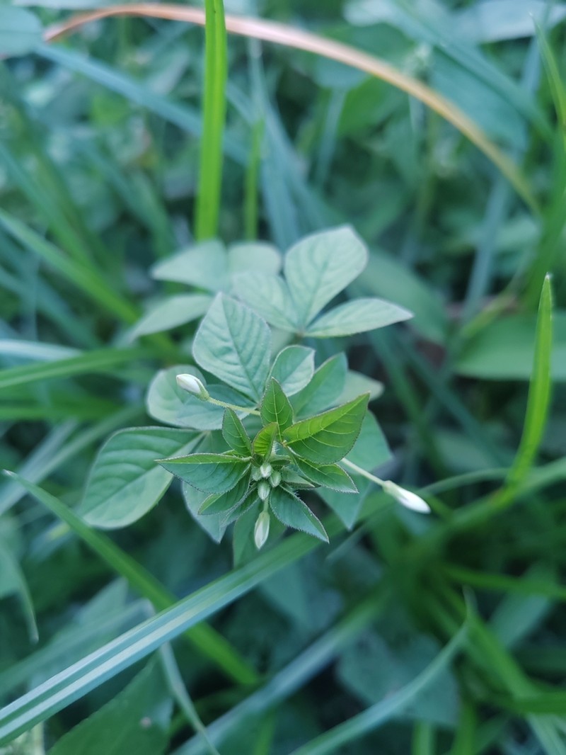 Prickly Spiderflower photo 5