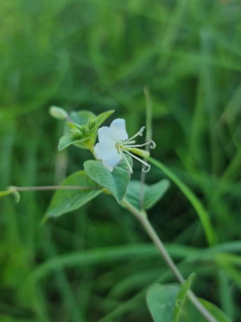 Prickly Spiderflower photo 6