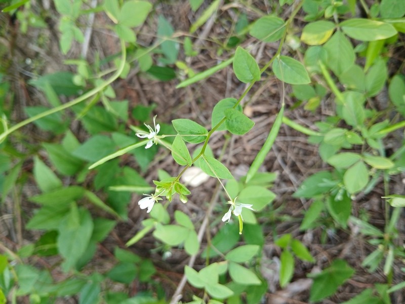 Prickly Spiderflower photo 7