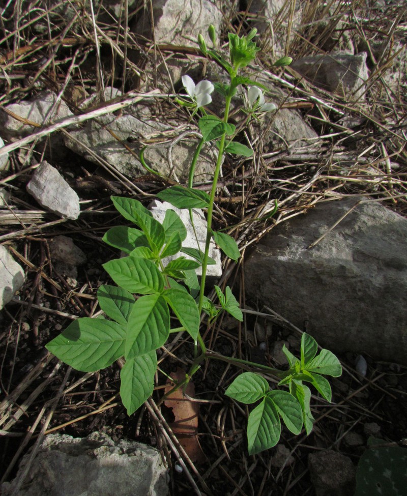 Prickly Spiderflower photo 8