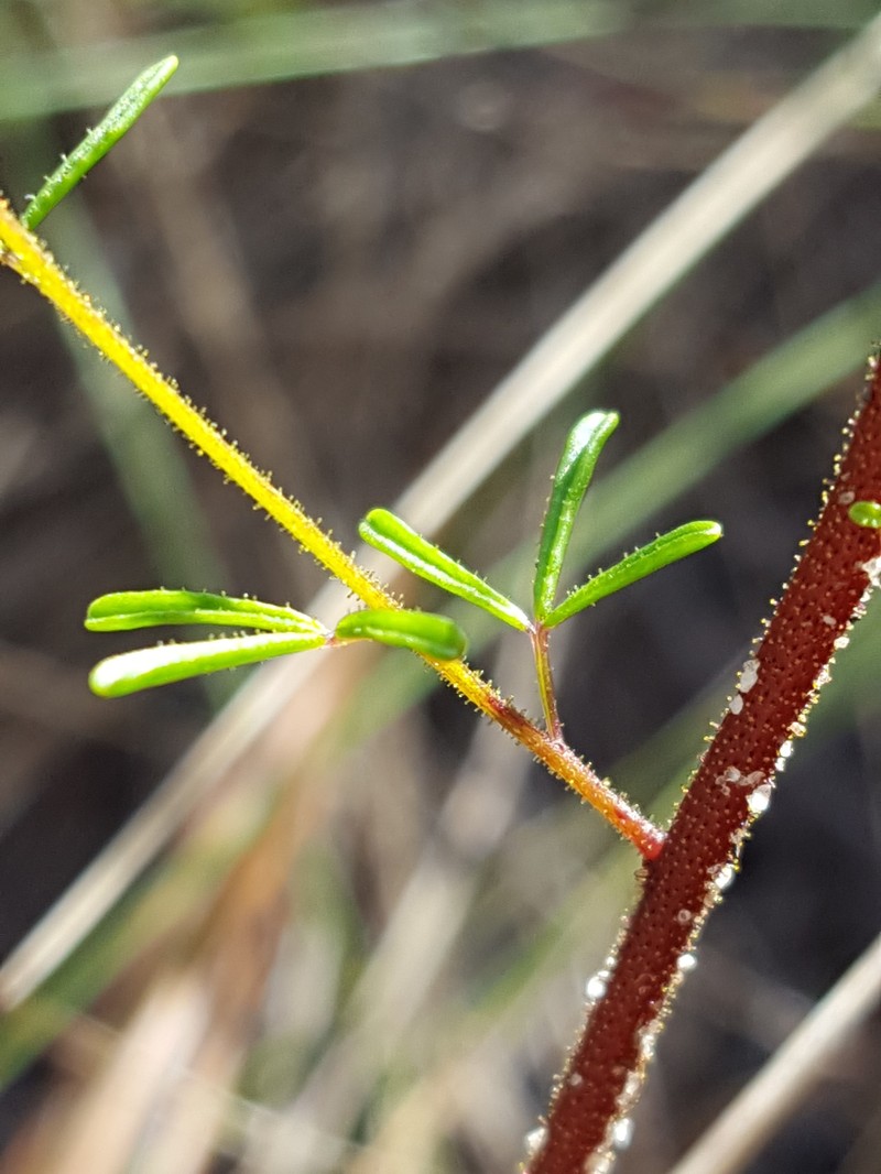 Slenderleaf Clammyweed