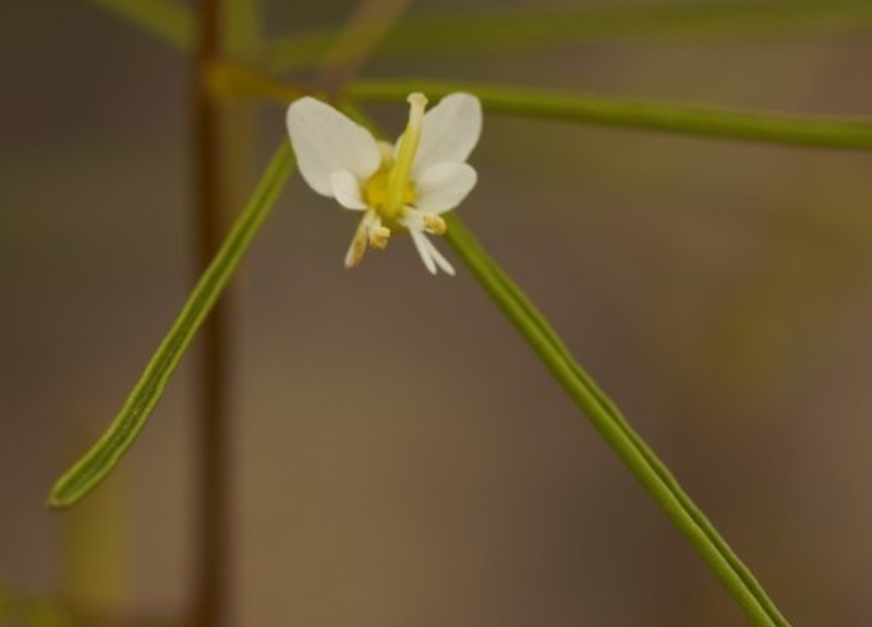 Slenderleaf Clammyweed
