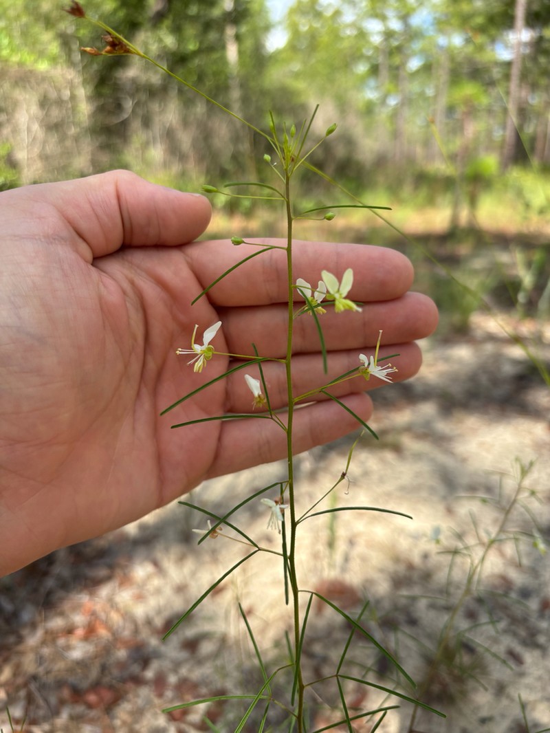 Slenderleaf Clammyweed photo 3