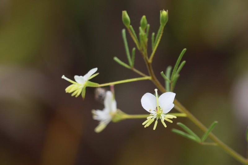 Slenderleaf Clammyweed photo 4
