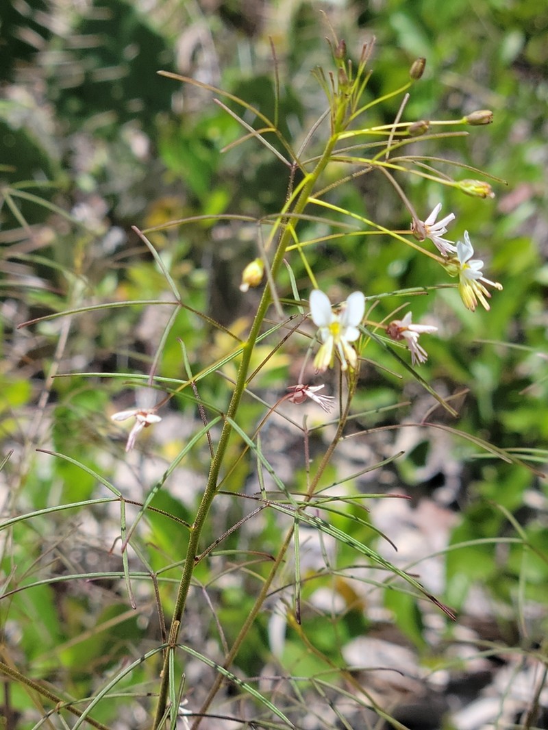Slenderleaf Clammyweed photo 5