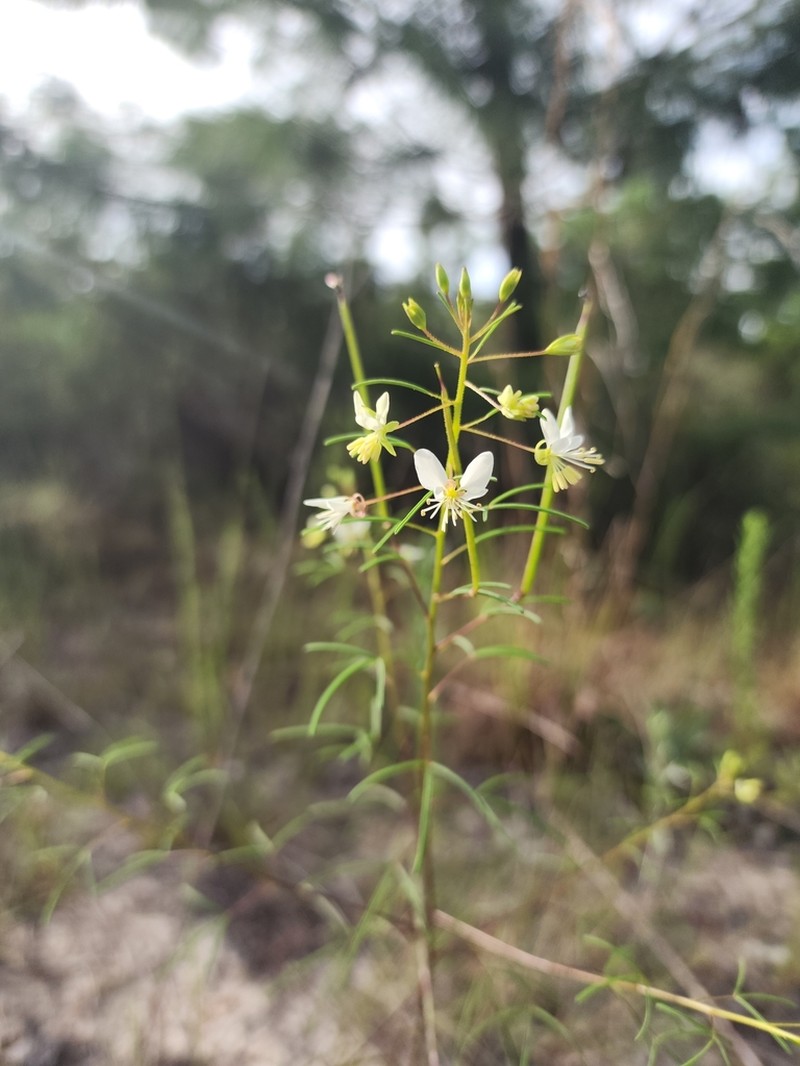 Slenderleaf Clammyweed photo 6