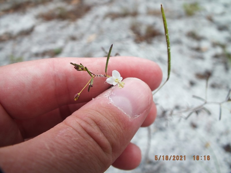 Slenderleaf Clammyweed photo 7