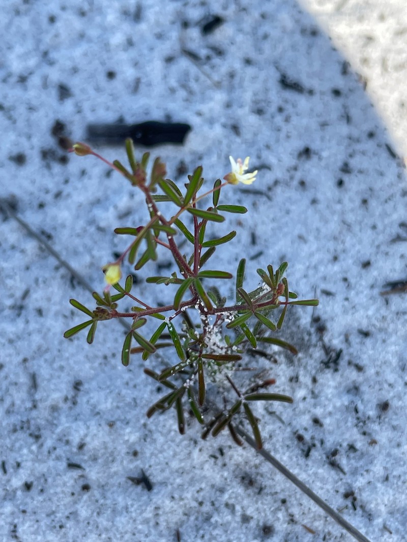 Slenderleaf Clammyweed photo 8